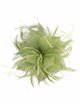 Feather fascinator hair clip oliva