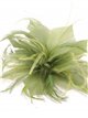 Feather fascinator hair clip oliva